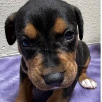 989 (2026) Root Beer -  Rottweiler and Shepherd Dog for Adoption in Parker, Colorado - 989 (2026) Root Beer | PetCurious