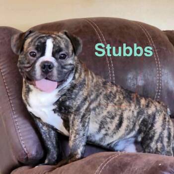 Stubbs -  French Bulldog and Boston Terrier Dog for Adoption in Spring Hill, Kansas - Stubbs | PetCurious