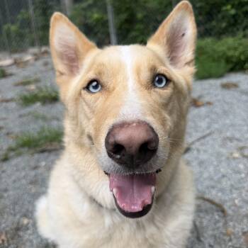 Chief -  Siberian Husky and German Shepherd Dog Dog for Adoption in Spring City, Pennsylvania - Chief | PetCurious