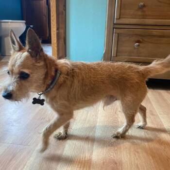 Winston Churchill -  Terrier Dog for Adoption in Olathe, Kansas - Winston Churchill | PetCurious
