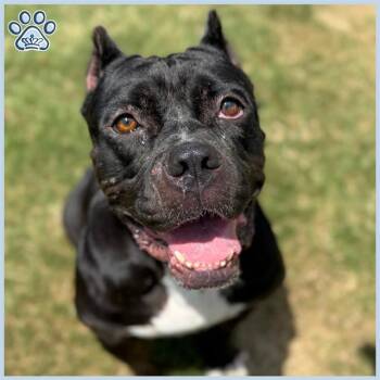 Rescue Pit Bull Terrier Dogs for Adoption in Sugar Land, Texas - BIG MAMA | PetCurious