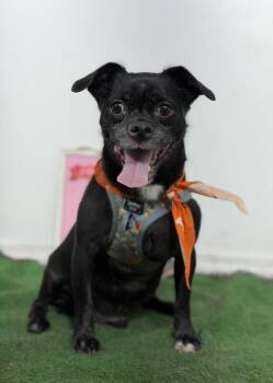Billy-One of our Amazing Rescue Dogs -  Pug and Chihuahua Dog for Adoption in Carlsbad, California - Billy-One Of Our Amazing Rescue Dogs | PetCurious