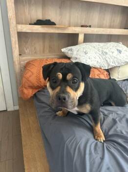 Kool Kenzie -  American Bully Dog for Adoption in Randolph, Massachusetts - Kool Kenzie | PetCurious