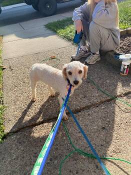 Finn -  Poodle Dog for Adoption in Jefferson Hills, Pennsylvania - Finn | PetCurious