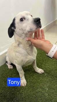 Rescue Basset Hound and Jack Russell Terrier Dogs for Adoption in Mukwonago, Wisconsin - Paru Tony | PetCurious