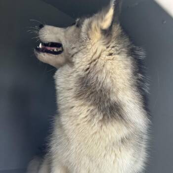 ARCTIC -  Husky Dog Available for Adoption in Greensboro, North Carolina - ARCTIC | PetCurious