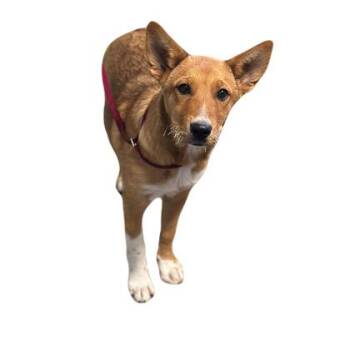 Whiskers -  Shepherd Dog for Adoption in Red Bluff, California - Whiskers | PetCurious