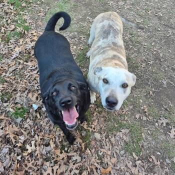 Black Labrador Retriever Dogs Available for Adoption in Hampton Bays, New York - Jensen | PetCurious