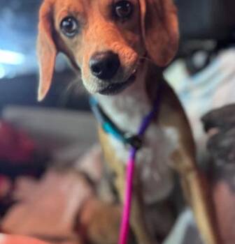 Beagle and Catahoula Leopard Dog Dogs Available for Adoption - Sprinkles | PetCurious
