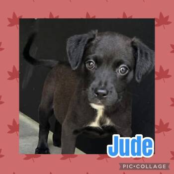 Jude -  Labrador Retriever and Rat Terrier Dog for Adoption in Ringwood, New Jersey - Jude | PetCurious