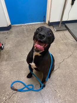 Mixed Breed Dogs Available for Adoption in Ocala, Florida - Juno Jams | PetCurious