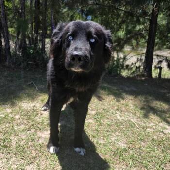 Border Collie Dogs Available for Adoption in Foley, Alabama - Dreamer | PetCurious