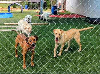 Labrador Retriever and Mixed Breed Dogs Available for Adoption in Broomfield, Colorado - Creightonee / Scout | PetCurious