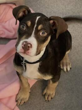 Graham -  Pit Bull Terrier Dog for Adoption in Roanoke, Virginia - Graham | PetCurious