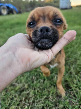 Rescue Chihuahua Dogs for Adoption in Cranston, Rhode Island - Farfel In LA | PetCurious