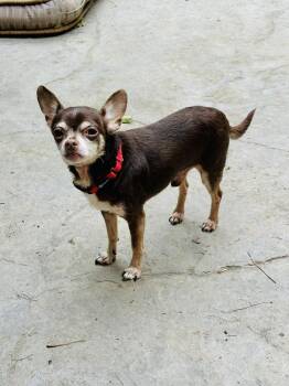 Chihuahua Dogs Available for Adoption in Pottstown, Pennsylvania - Checo | PetCurious