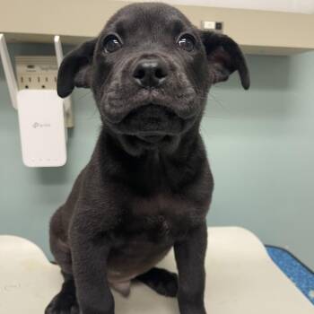 Kauffman -  Shepherd and Pit Bull Terrier Dog for Adoption in Lenexa, Kansas - Kauffman | PetCurious