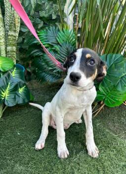 Mixed Breed Dogs Available for Adoption - Danna | PetCurious
