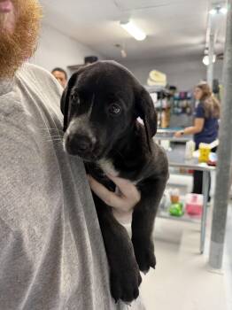 Faith -  Labrador Retriever Dog for Adoption in The Woodlands, Texas - Faith | PetCurious