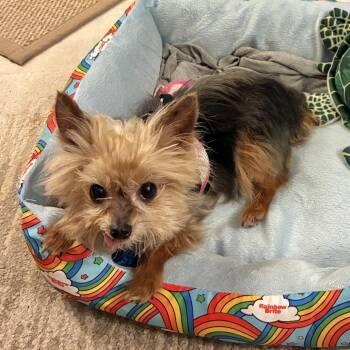 Yorkshire Terrier Dogs Available for Adoption - Tinkerbell | PetCurious
