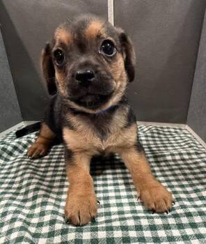 Neptune -  Mixed Breed Dog for Adoption in Pleasanton, California - Neptune | PetCurious