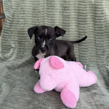 Dachshund and Terrier Dogs Available for Adoption in Carencro, Louisiana - Bucket | PetCurious