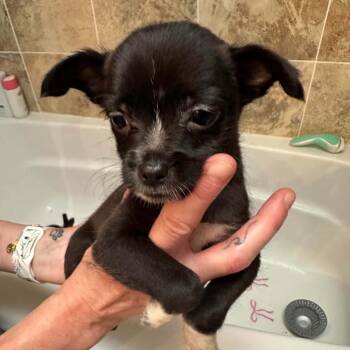 Malt -  Mixed Breed Dog for Adoption in Fredericksburg, Virginia - Malt | PetCurious