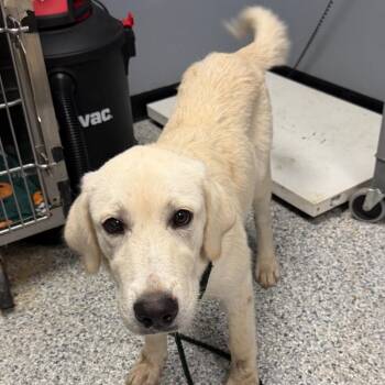 Riley -  Golden Retriever Dog for Adoption in Birmingham, Alabama - Riley | PetCurious