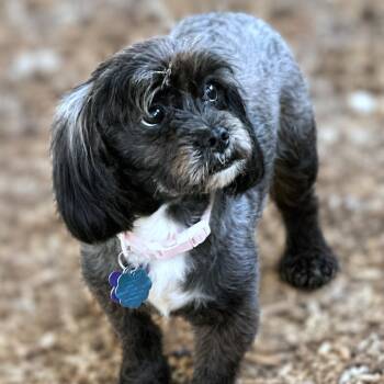 Lumina -  Schnauzer and Poodle Dog for Adoption in Boerne, Texas - Lumina | PetCurious