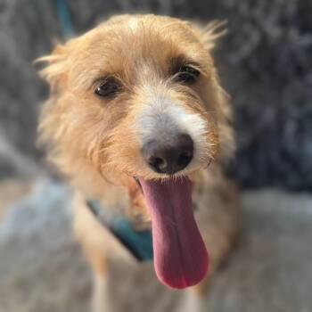 Rescue Border Terrier Dogs for Adoption in San Diego, California - Boo | PetCurious