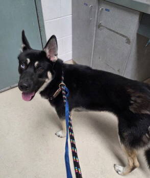 Rescue German Shepherd Dog and Siberian Husky Dogs for Adoption in Oakland, California - Costco | PetCurious