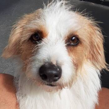 Manchita (out of town) -  Jack Russell Terrier Dog for Adoption in New York, New York - Manchita (out Of Town) | PetCurious