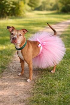 Pit Bull Terrier Dogs Available for Adoption in Conesus, New York - Stella (courtesy Post) | PetCurious