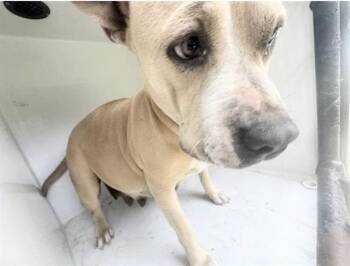 Pit Bull Terrier Dogs Available for Adoption in Houston, Texas - A654298 | PetCurious