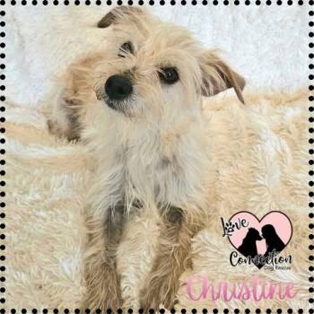 Poodle Dogs Available for Adoption in Gilbert, Arizona - Christine Brown | PetCurious