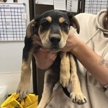 Tucana -  German Shepherd Dog and Husky Dog for Adoption in Durango, Colorado - Tucana | PetCurious