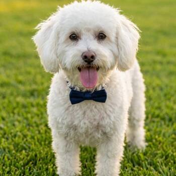 Pom Pom -  Miniature Poodle and Bichon Frise Dog for Adoption in Las Vegas, Nevada - Pom Pom | PetCurious