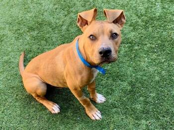 Pit Bull Terrier Dogs Available for Adoption in San Marcos, California - SAVE ME PLEASE Packers A550773 | PetCurious