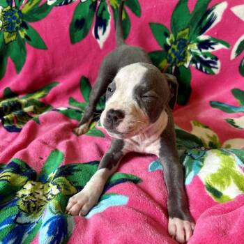 Jean Grey -  Pit Bull Terrier and Boxer Dog for Adoption in New Orleans, Louisiana - Jean Grey | PetCurious