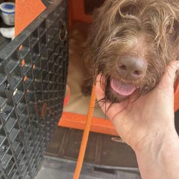 Willow (Dallas, Georgia) -  German Wirehaired Pointer Dog for Adoption in Santa Rosa, California - Willow (Dallas, Georgia) | PetCurious