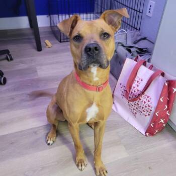 Boxer and Mixed Breed Dogs Available for Adoption in Waco, Texas - Sundance | PetCurious