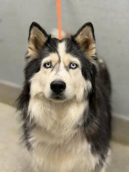 DAISY MAE -  Siberian Husky Dog for Adoption in Las Vegas, Nevada - DAISY MAE | PetCurious