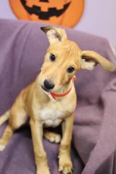 Pandora in NH. Come Meet our Adoptable Dogs Wednesday-Saturday.  -  Terrier Dog for Adoption in Manchester, New Hampshire - Pandora In NH. Come Meet Our Adoptable Dogs Wednesday-Saturday.  | PetCurious