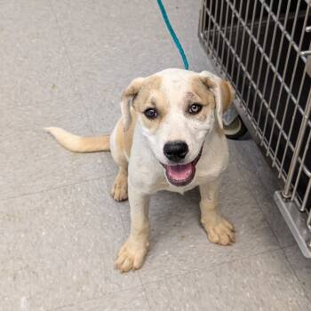 Rescue Mixed Breed Dogs for Adoption in Bastrop, Texas - Leith 25-10-061 | PetCurious