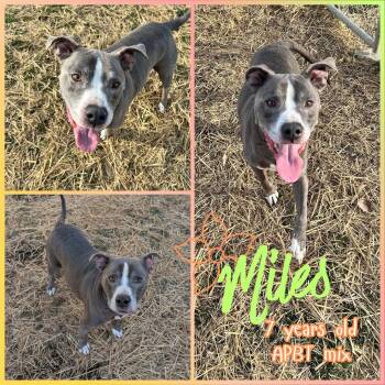 Pit Bull Terrier Dogs Available for Adoption - Miles | PetCurious
