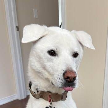 Mixed Breed Dogs Available for Adoption in Niagara Falls, Ontario - Hoya (20241124-04) | PetCurious