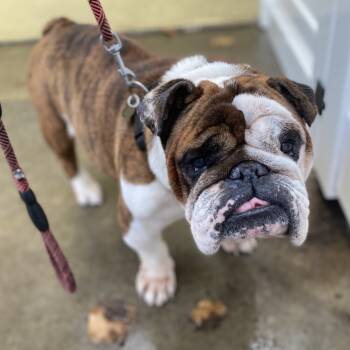 Rescue English Bulldog Dogs for Adoption in Escondido, California - Buster | PetCurious