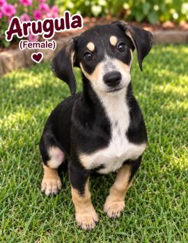 Arugula (f) -  Hound and Australian Cattle Dog Blue Heeler Dog for Adoption in Nashville, Tennessee - Arugula (f) | PetCurious