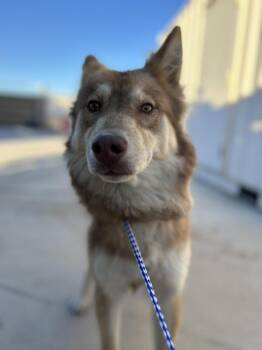 Lake -  Siberian Husky Dog for Adoption in Victorville, California - Lake | PetCurious
