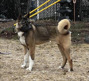 Rescue Akita Dogs for Adoption in Chicago, Illinois - Quency AKA Quinn | PetCurious